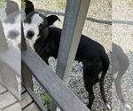 Small #11 American Pit Bull Terrier-Labrador Retriever Mix