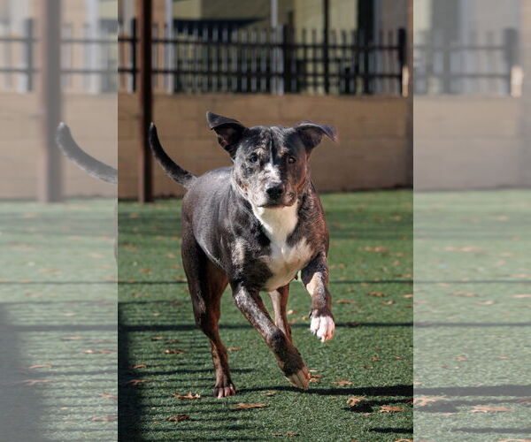 Medium Photo #4 Catahoula Leopard Dog-Unknown Mix Puppy For Sale in McKinney, TX, USA