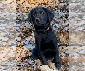 Labrador Retriever Puppy for sale in LISBON, CT, USA