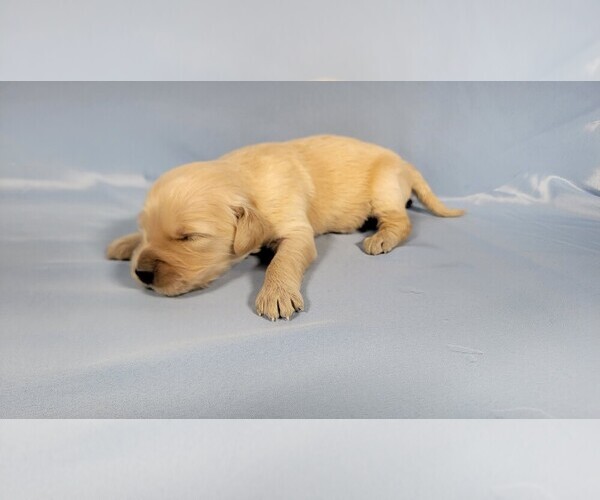 Medium Photo #64 Golden Retriever Puppy For Sale in BLACK FOREST, CO, USA