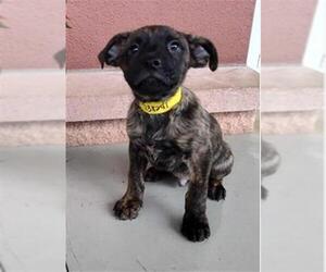 American Staffordshire Terrier Dogs for adoption in San Antonio, TX, USA