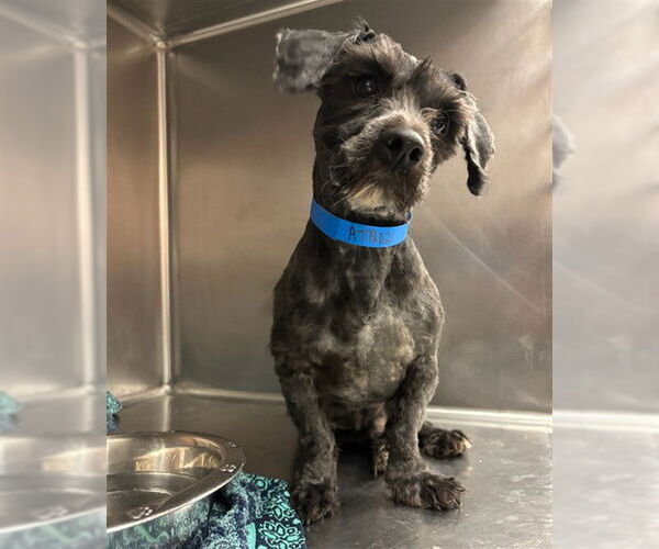 Medium Photo #1 Havanese-Unknown Mix Puppy For Sale in Rancho Cucamonga, CA, USA