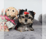 Small #1 Yorkshire Terrier