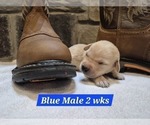 Small #16 Labrador Retriever