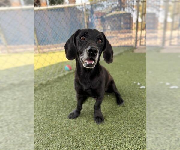 Medium Photo #3 Dachshund-Unknown Mix Puppy For Sale in Chula Vista, CA, USA