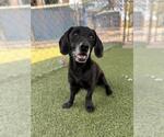 Small Photo #3 Dachshund-Unknown Mix Puppy For Sale in Chula Vista, CA, USA