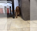 Small #18 Goldendoodle (Miniature)