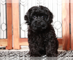 Small Photo #1 Cavapoo Puppy For Sale in NAPLES, FL, USA