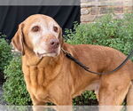 Small #1 Labrador Retriever