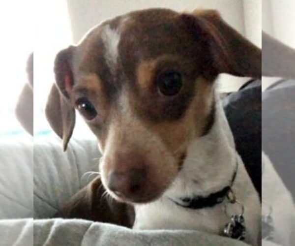 Medium Photo #1 Chiweenie Puppy For Sale in AUBREY, TX, USA