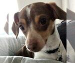 Small Photo #1 Chiweenie Puppy For Sale in AUBREY, TX, USA