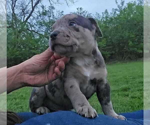 Medium Photo #9 American Bully Puppy For Sale in WEST MILTON, OH, USA