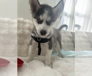 Siberian Husky Puppy for sale in HYATTSVILLE, MD, USA