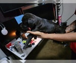 Small Photo #1 Cane Corso Puppy For Sale in FLUSHING, MI, USA