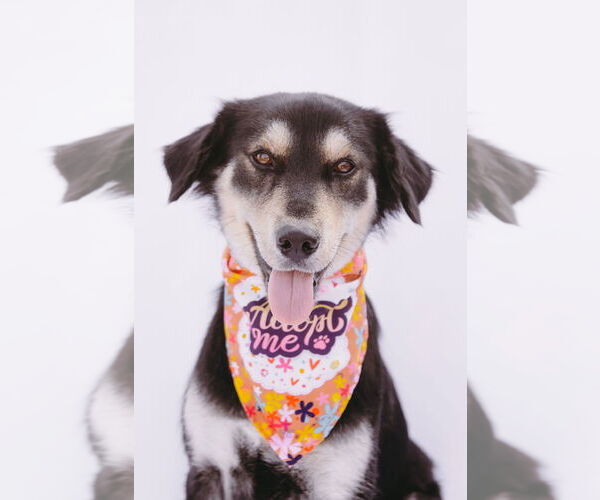 Medium Photo #6 Collie-Labrador Retriever Mix Puppy For Sale in Princeton, MN, USA
