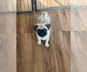 Pug Puppy for sale in HARRISBURG, PA, USA