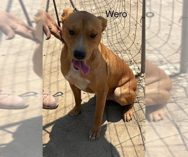 Medium Photo #2 American Pit Bull Terrier-Unknown Mix Puppy For Sale in Fallbrook, CA, USA