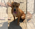 Small #1 American Pit Bull Terrier Mix