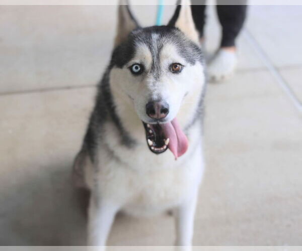 Medium Photo #6 Siberian Husky Puppy For Sale in Holly Springs, NC, USA