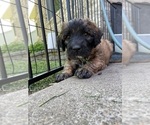 Small #3 Saint Berdoodle