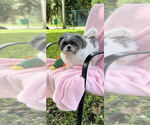 Small #8 Shih Tzu