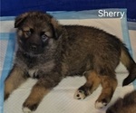 Puppy Sherry Alaskan Shepherd