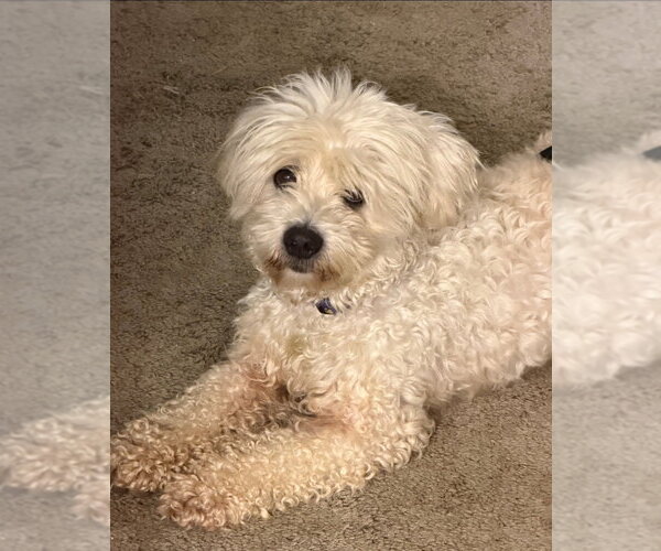 Medium Photo #3 Maltipoo (Miniature) Puppy For Sale in Lakewood, CO, USA