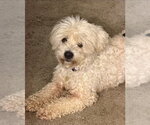 Small #2 Maltipoo (Miniature)