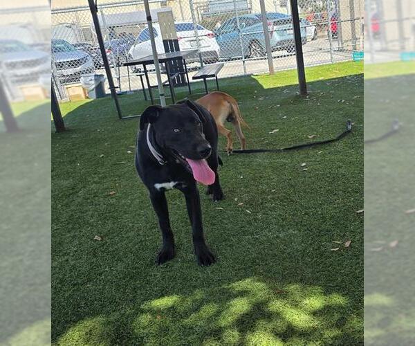Medium Photo #2 Labrador Retriever Puppy For Sale in Downey, CA, USA
