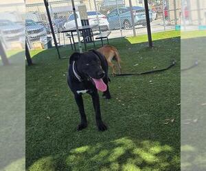 MARKY MARK - Male Labrador Retriever Dog for Adoption - Photo #2