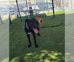 Small Photo #2 Labrador Retriever Puppy For Sale in Downey, CA, USA