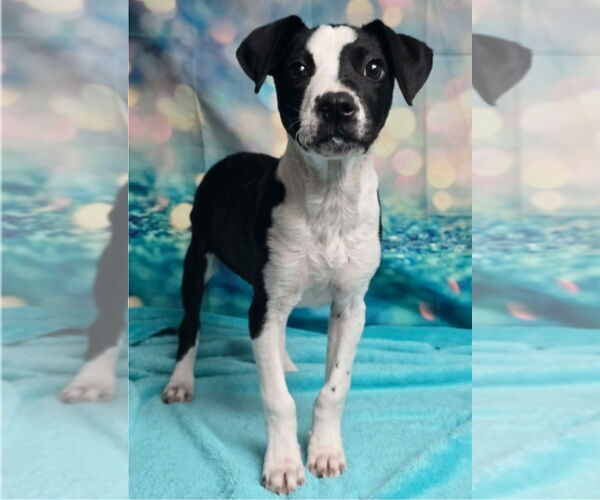 Medium Photo #2 Pointer-Unknown Mix Puppy For Sale in Lakewood, CO, USA