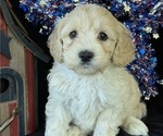 Puppy Dakota Australian Labradoodle