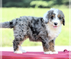 Bernedoodle (Miniature) Puppy for sale in BALTIMORE, MD, USA