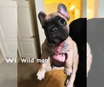 Puppy Wild man French Bulldog