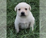 Small #13 Labrador Retriever