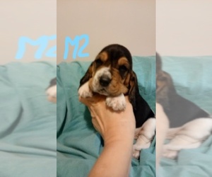Basset Hound Puppy for sale in GOSHEN, NC, USA