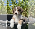 Puppy Brookie Australian Shepherd