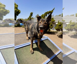 Zion - Male German Shepherd Dog Dog for Adoption - Photo #3