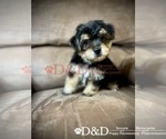 Small Photo #1 Shorkie Tzu Puppy For Sale in RIPLEY, MS, USA