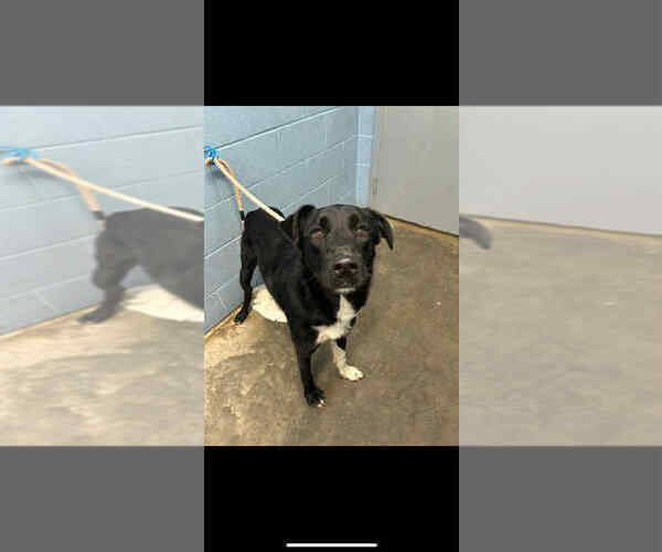 Medium Photo #4 Labrador Retriever Puppy For Sale in Evansville, IN, USA