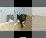 Small Photo #4 Labrador Retriever Puppy For Sale in Evansville, IN, USA
