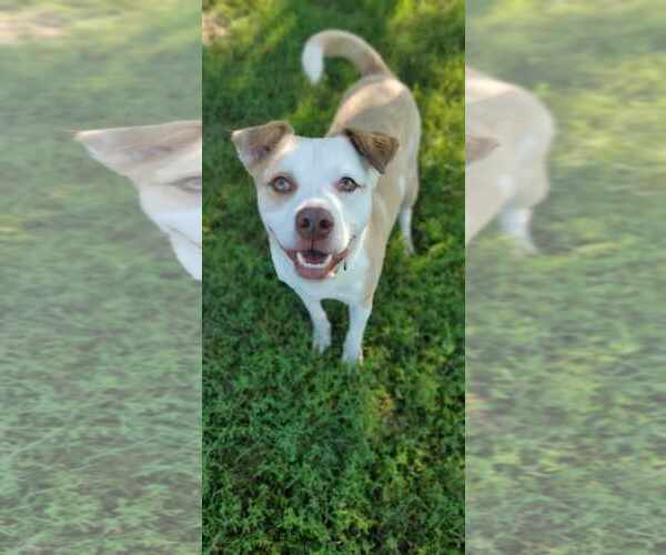 Medium Photo #3 American Pit Bull Terrier-Unknown Mix Puppy For Sale in Bardstown, KY, USA