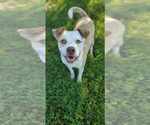 Small #2 American Pit Bull Terrier Mix