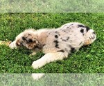 Small Photo #5 Australian Shepherd Puppy For Sale in STRATFORD, WI, USA