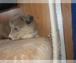 Small Photo #31 Australian Shepherd-Pembroke Welsh Corgi Mix Puppy For Sale in GALLEGOS, NM, USA