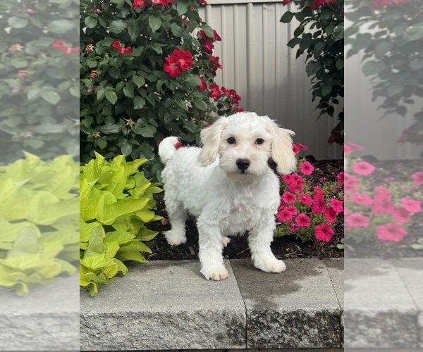Medium Photo #2 Havaton Puppy For Sale in CANOGA, NY, USA