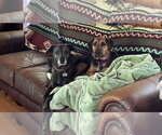 Small #1 Treeing Walker Coonhound Mix