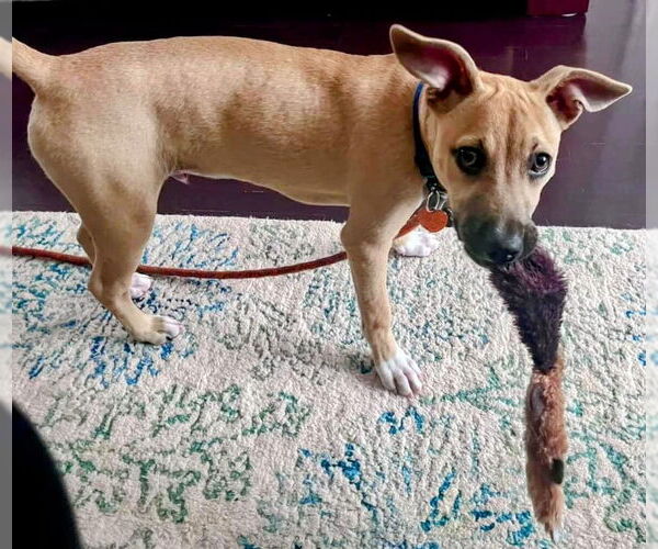 Medium Photo #9 Black Mouth Cur-Labrador Retriever Mix Puppy For Sale in Rockaway, NJ, USA