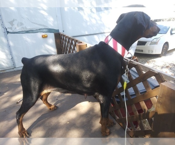 Medium Photo #1 Doberman Pinscher Puppy For Sale in KILLEEN, TX, USA